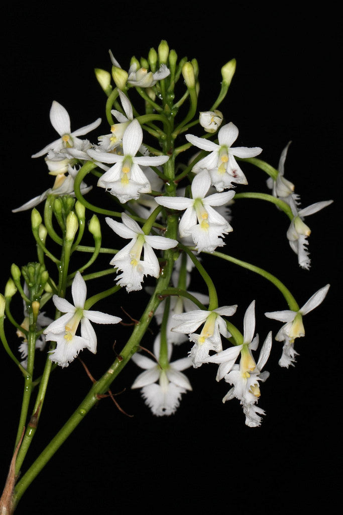 Epidendrum calanthum album