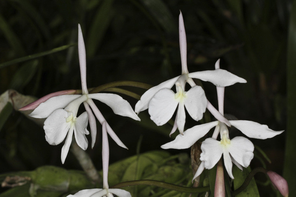 Epidendrum falcatum