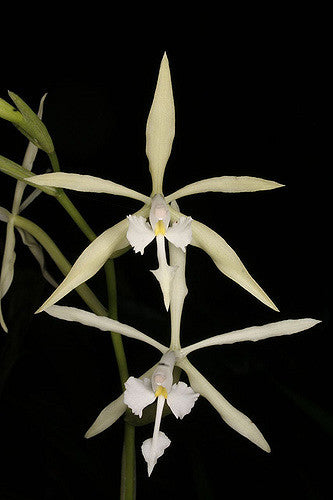 Epidendrum viviparum