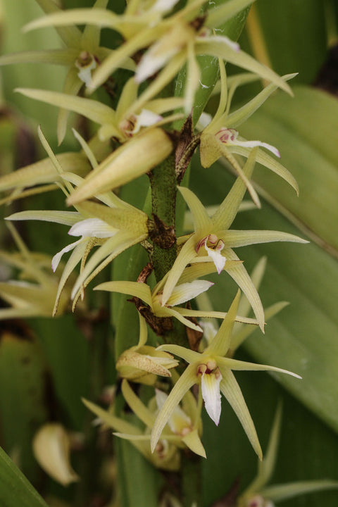 Eria javanica | Afri Orchids