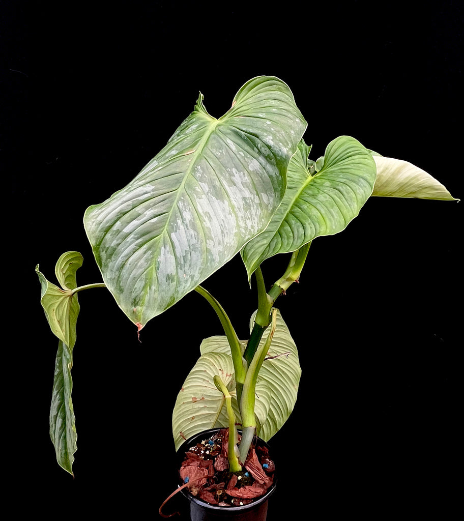 #Philodendron mamei silver