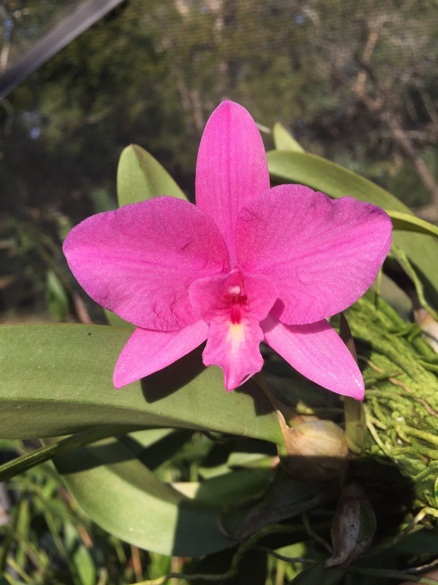 Laelia anceps x Sophronitis wittigiana'Spitskop' | Afri Orchids