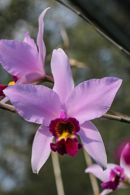 Laelia anceps | Afri Orchids