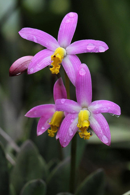 Laelia lucasiana (Cattleya longipes)