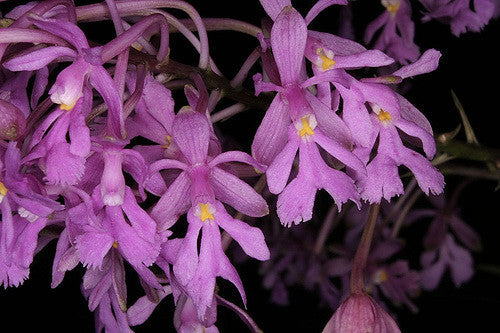 Oerstedella sp. (myrianthum)