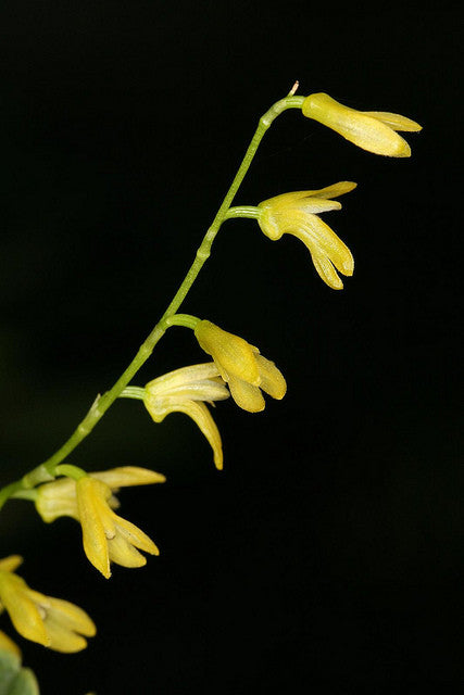 Pleurothallis racemiflora