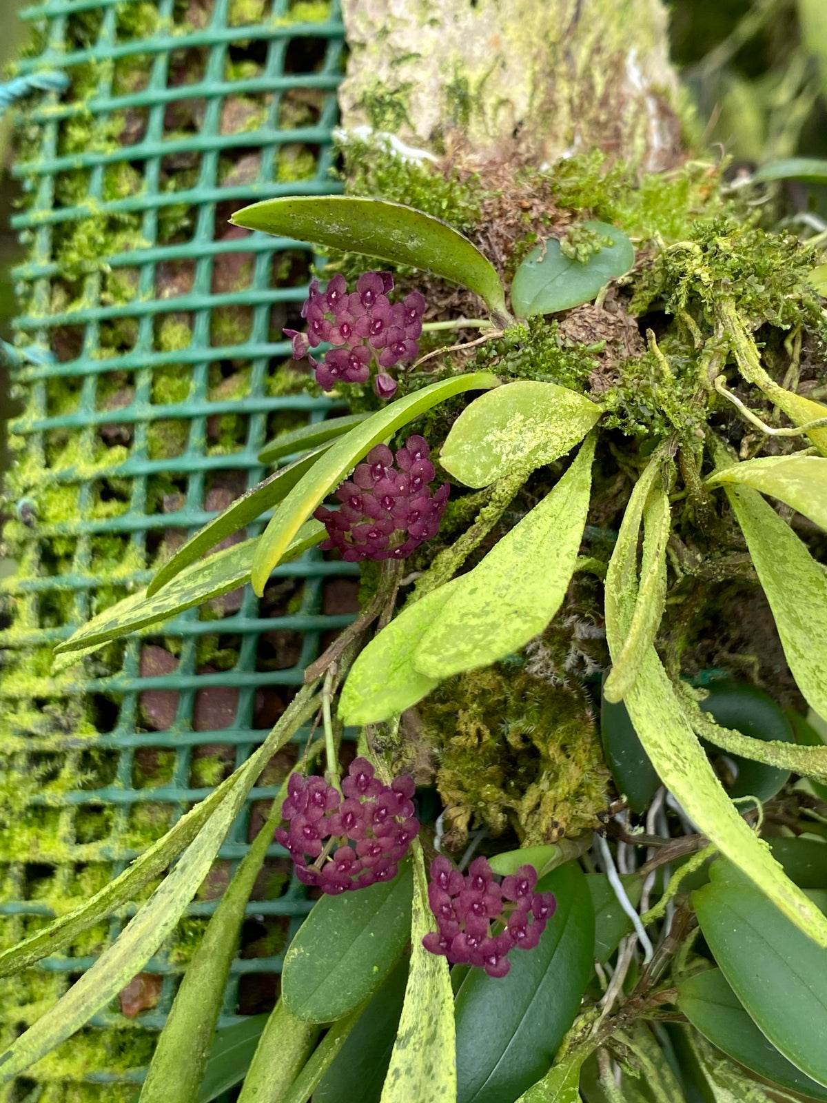 Stelis umbelliformis | Afri Orchids