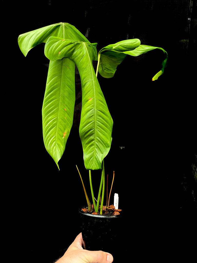 #Philodendron sharoniae Goat