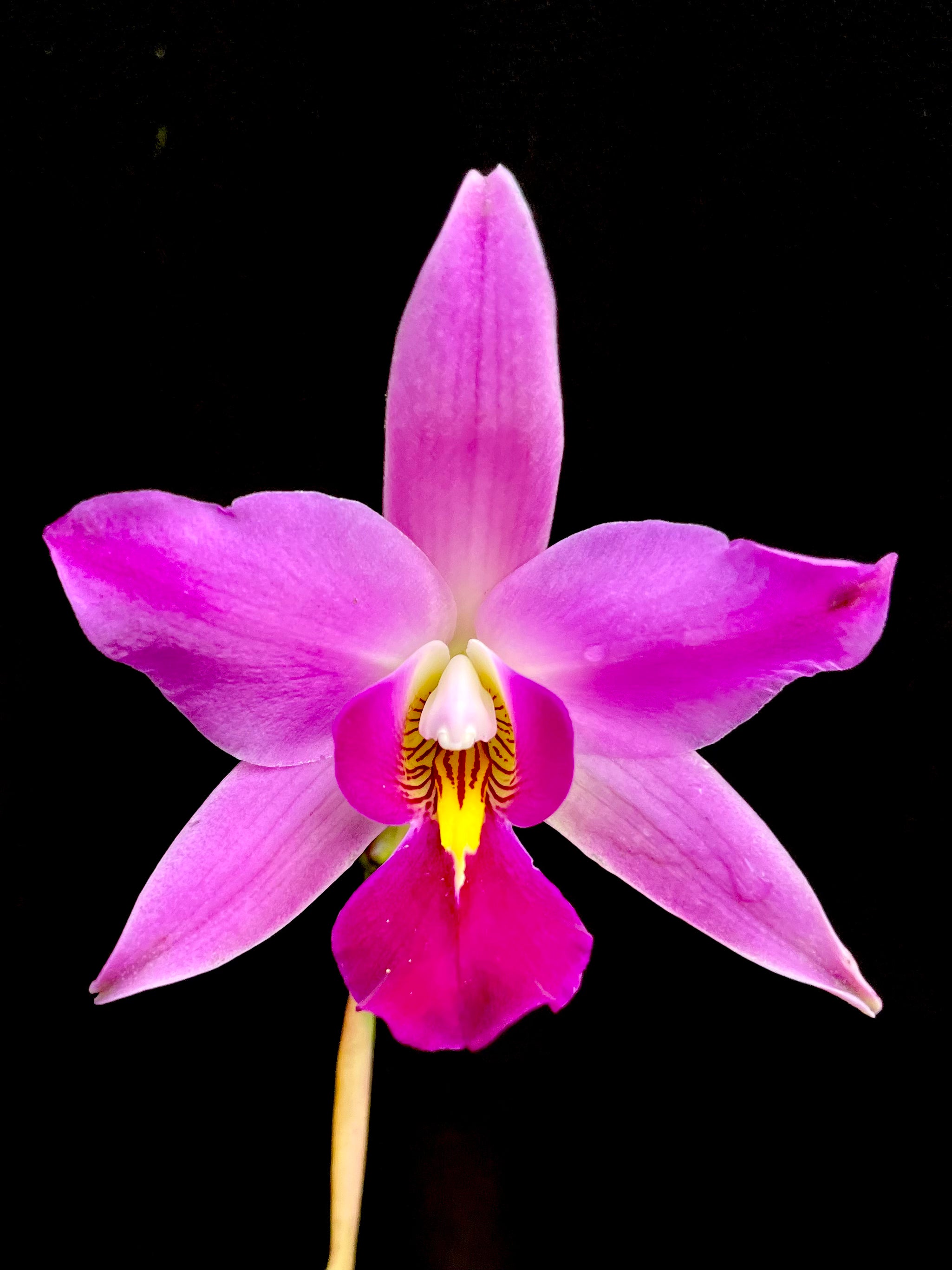 Laelia Autoceps | Afri Orchids