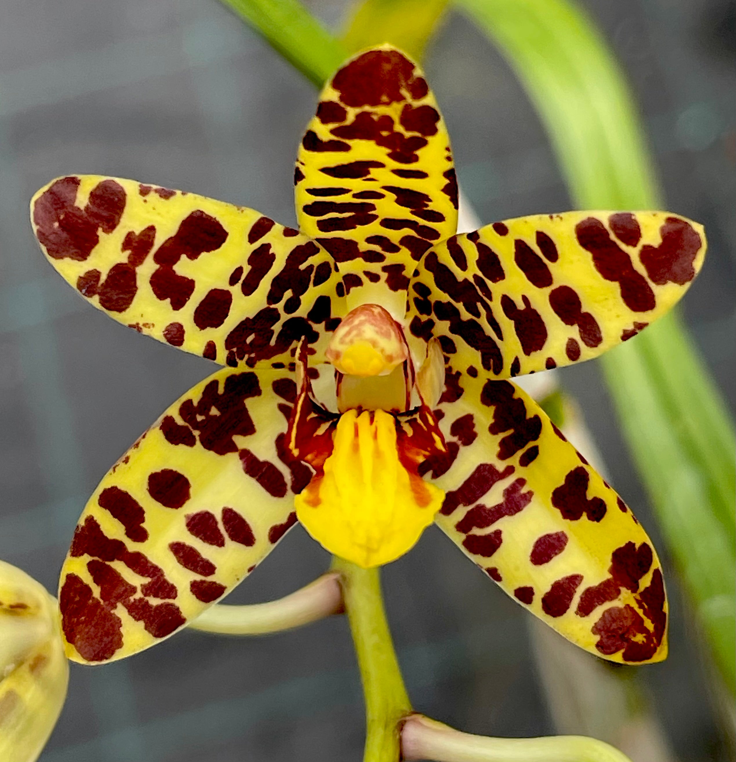 Ansellia africana ('Buffalo' x 'Leo') | Afri Orchids