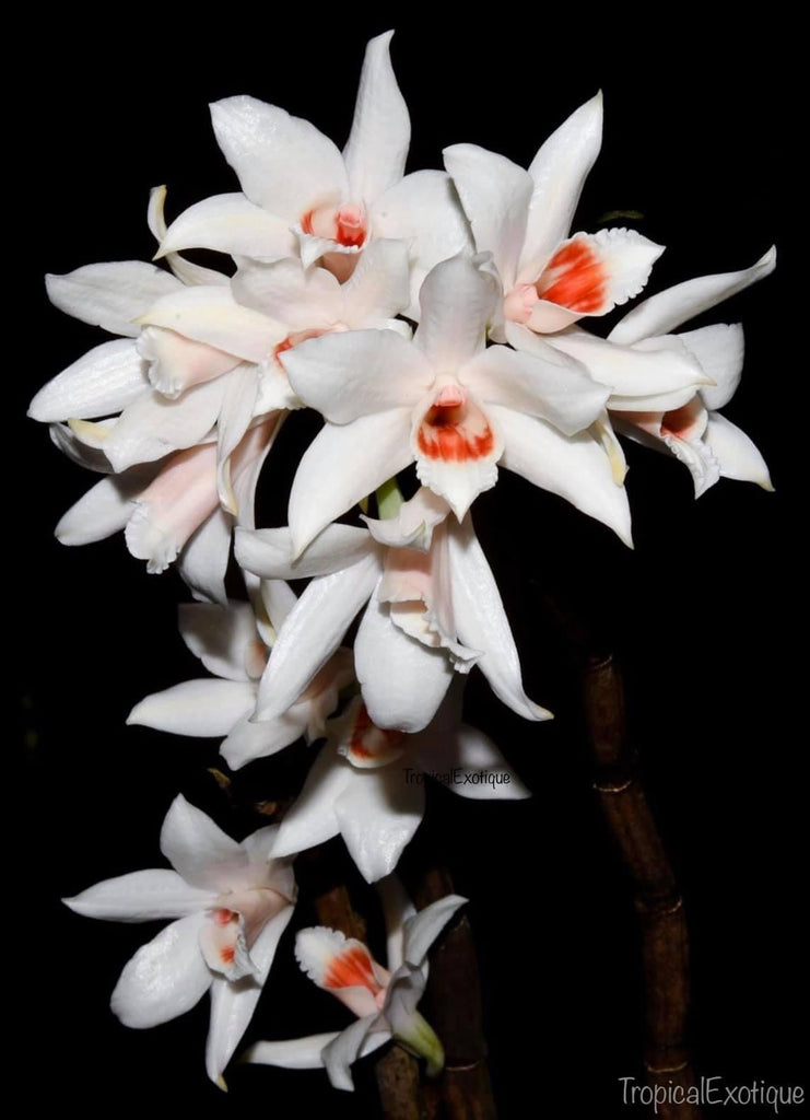 Dendrobium trankimianum