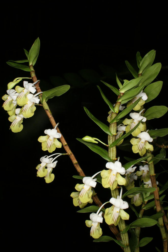 Dendrobium uniflorum
