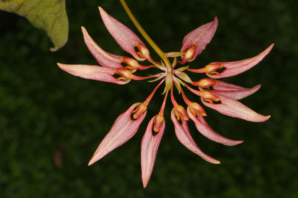 Bulbophyllum loheriana