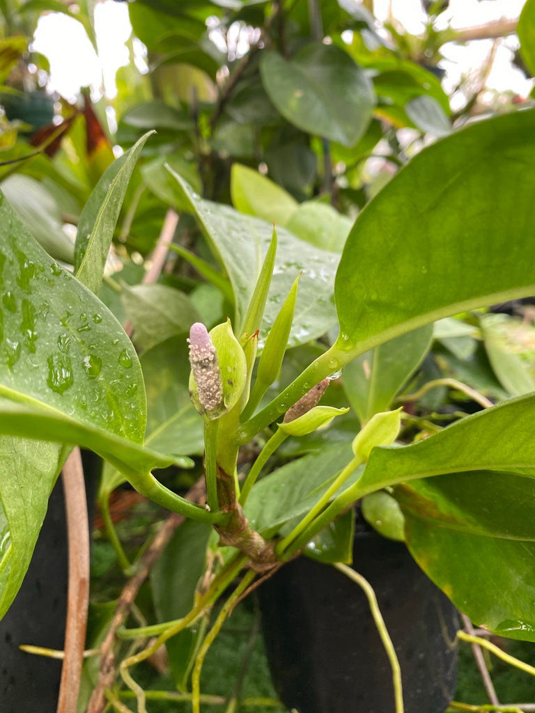 Anthurium obtusum sp (Equador)