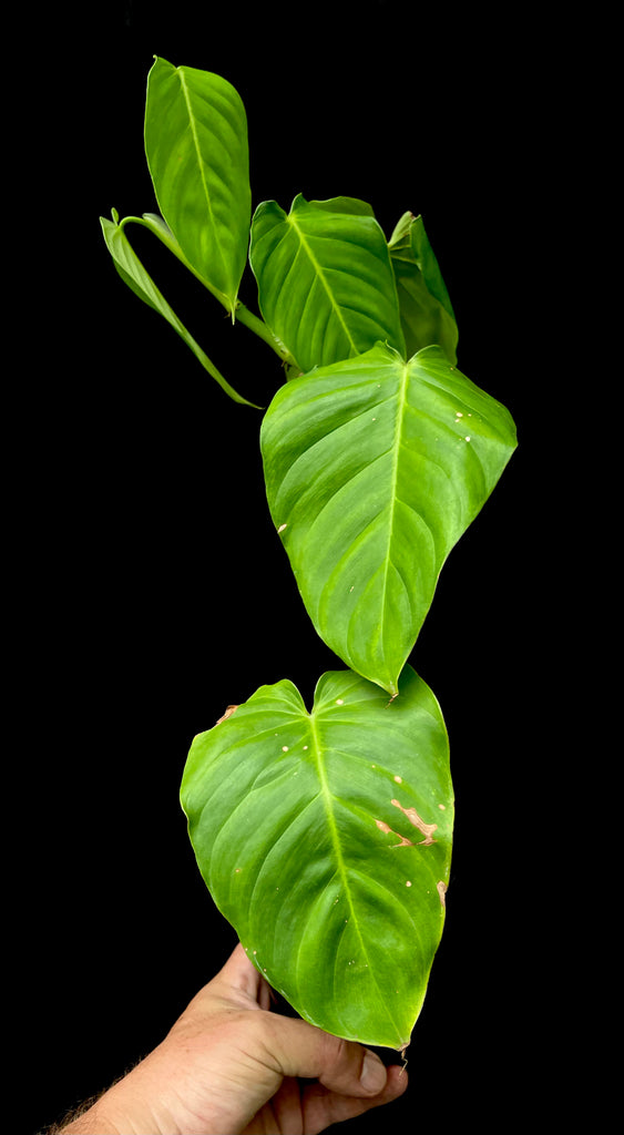 #Philodendron sp Angel