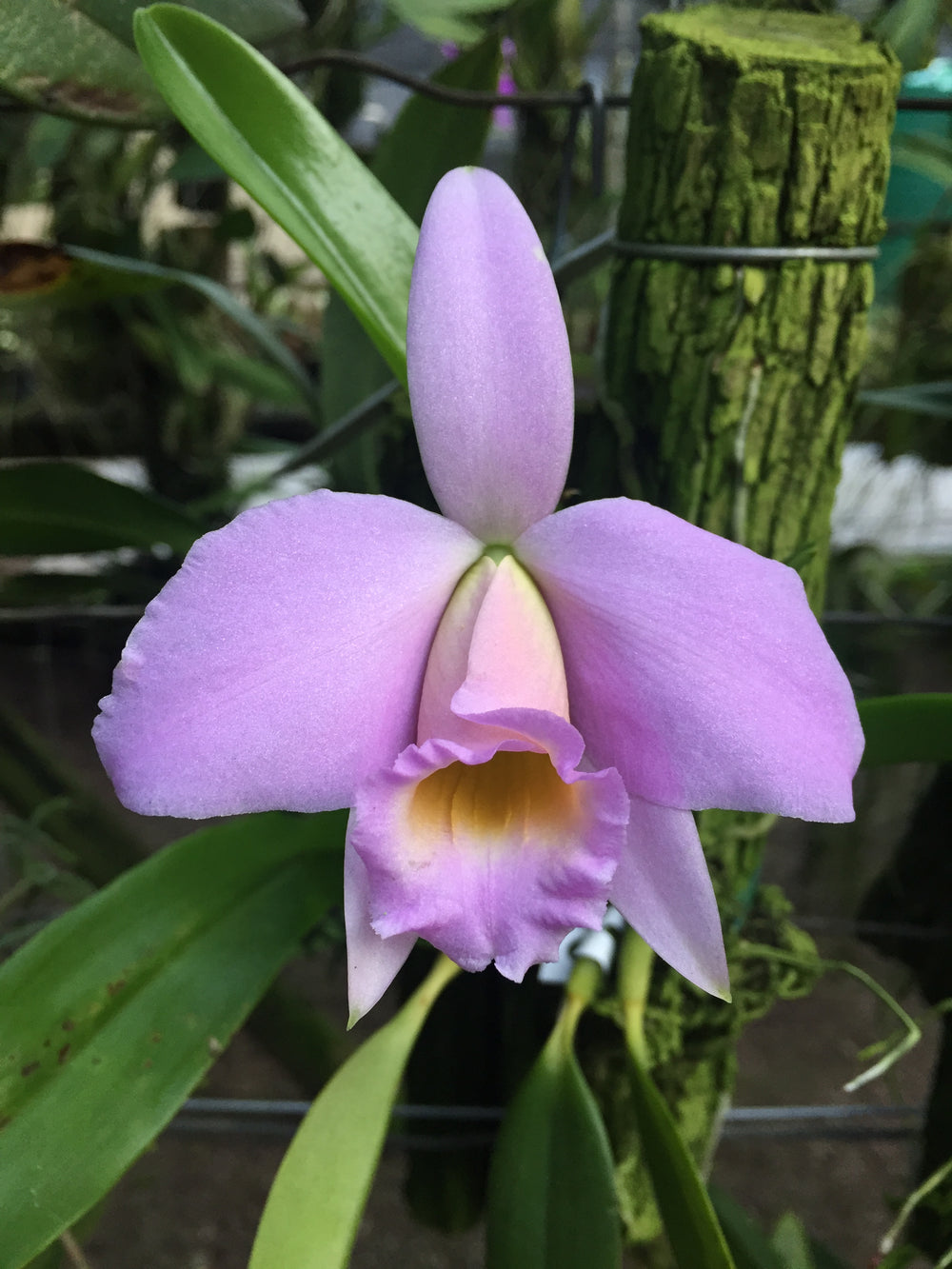 Laelia Praestans Concolor X Self | Afri Orchids