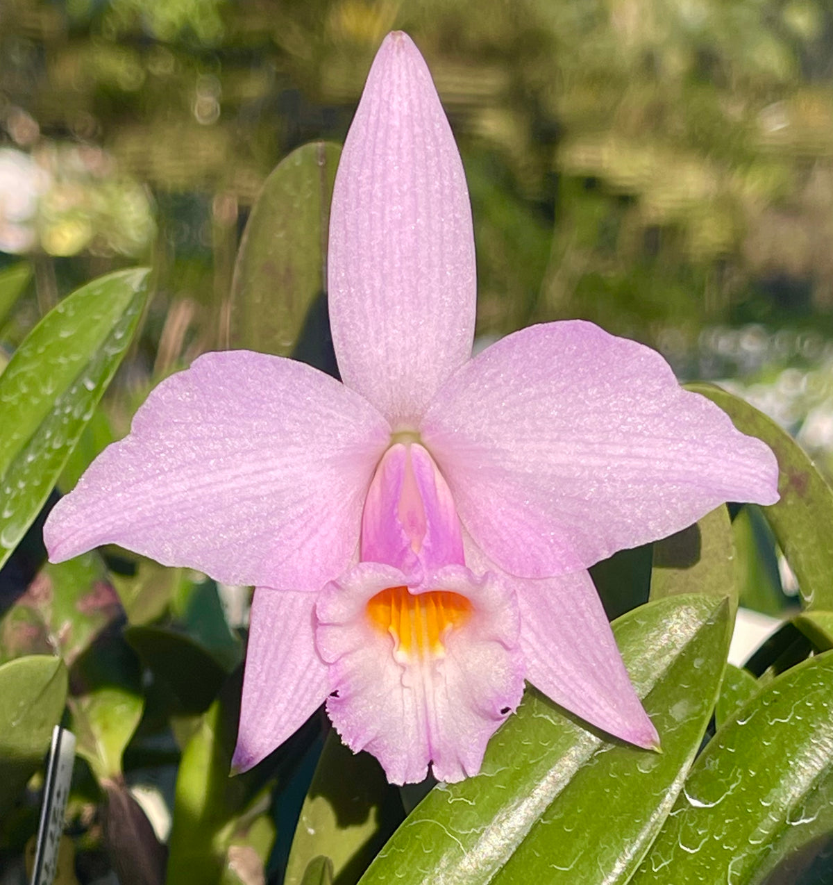 Cattleya Kruger Daybreak | Afri Orchids