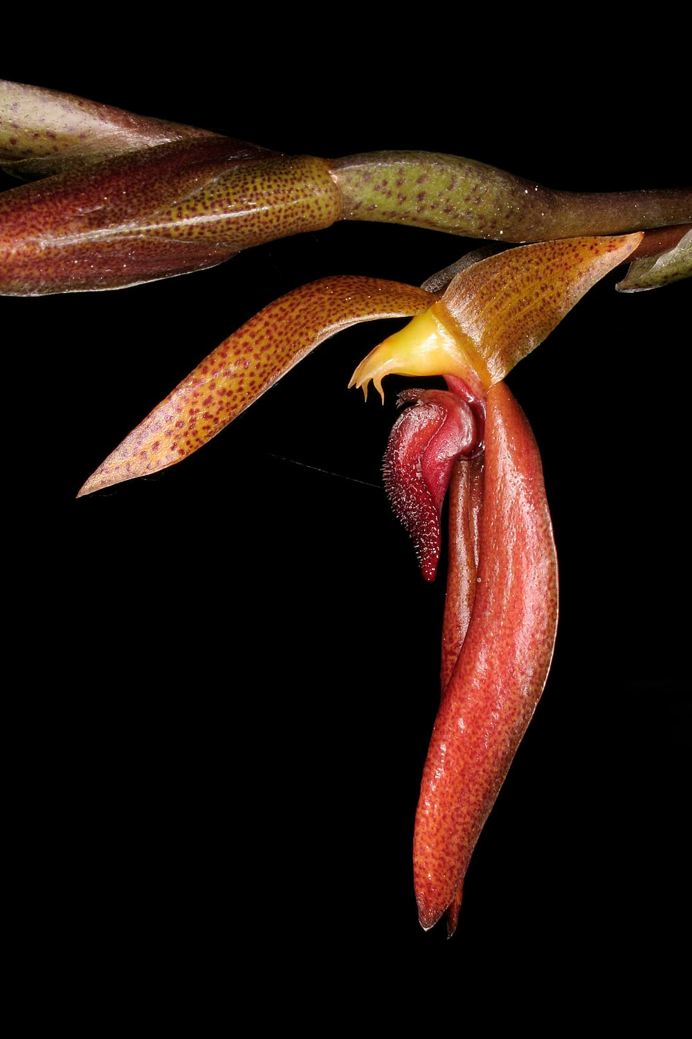 Bulbophyllum Mearnsii 