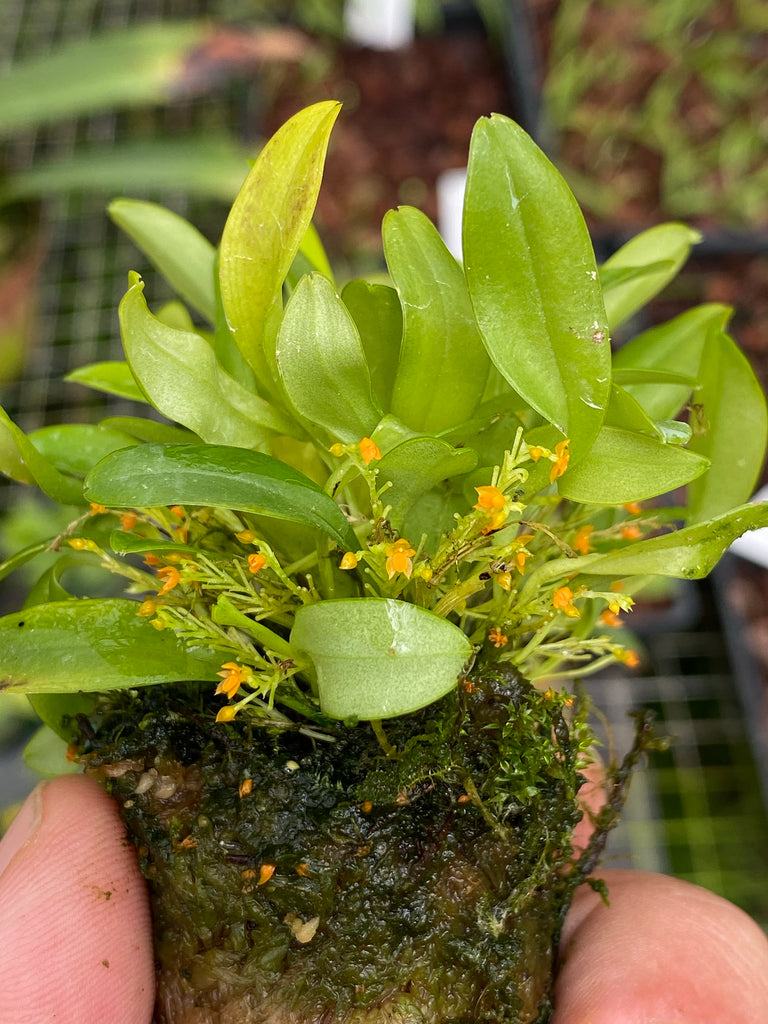 Platystele stenostachya orange