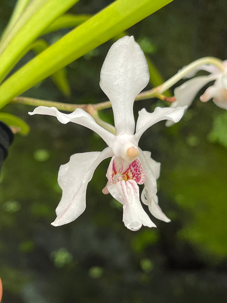 Vanda jennae x Holcoglossum subulifolium