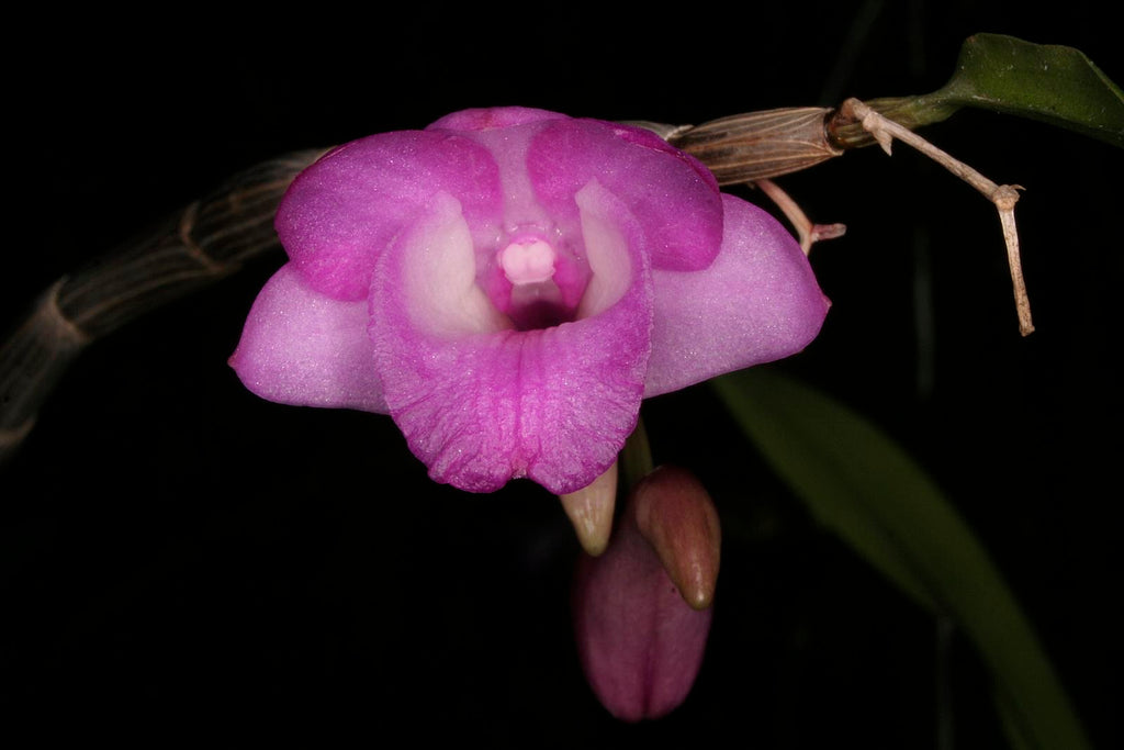 Dendrobium calicopis