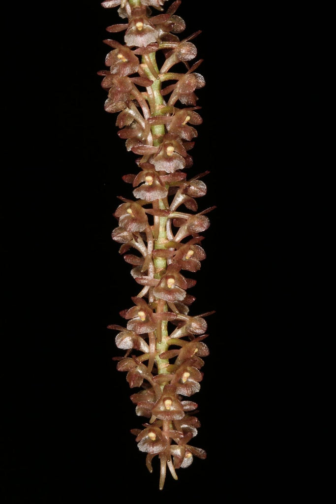 Rhipidiglossum rutilum
