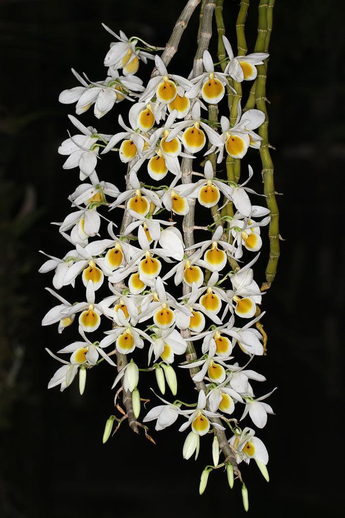 Dendrobium bensoniae