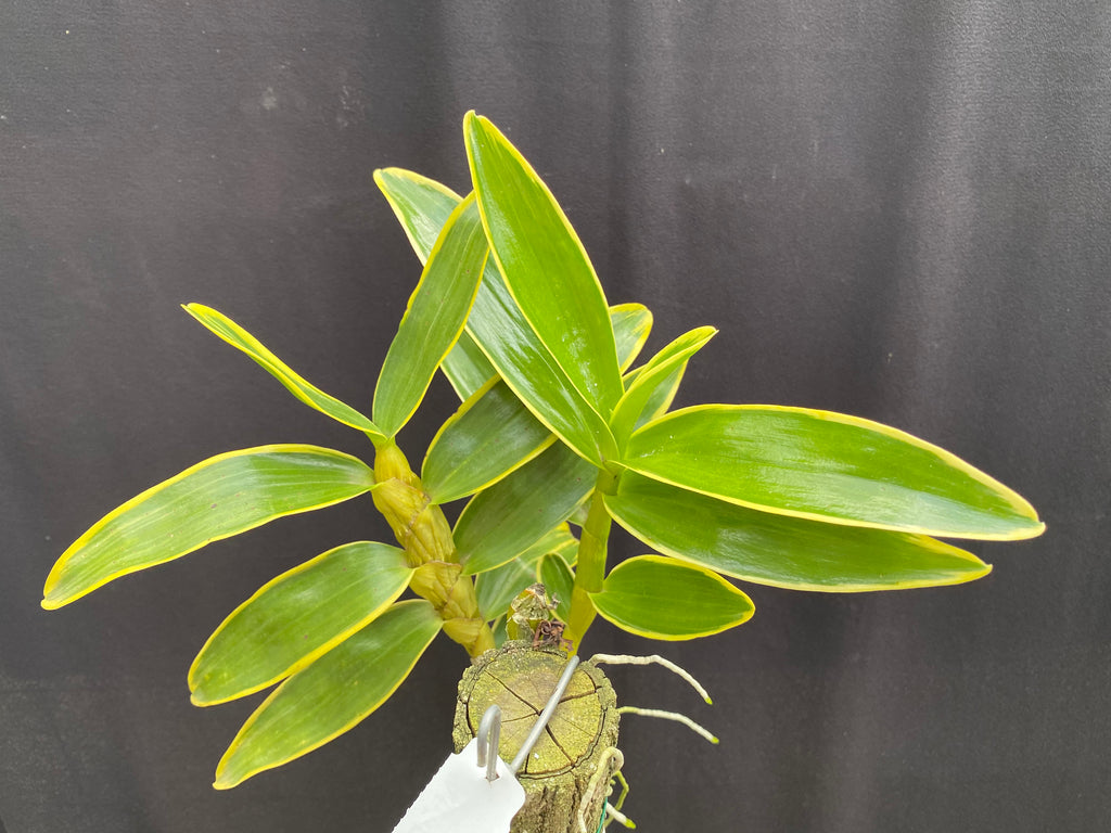 Dendrobiums | Afri Orchids