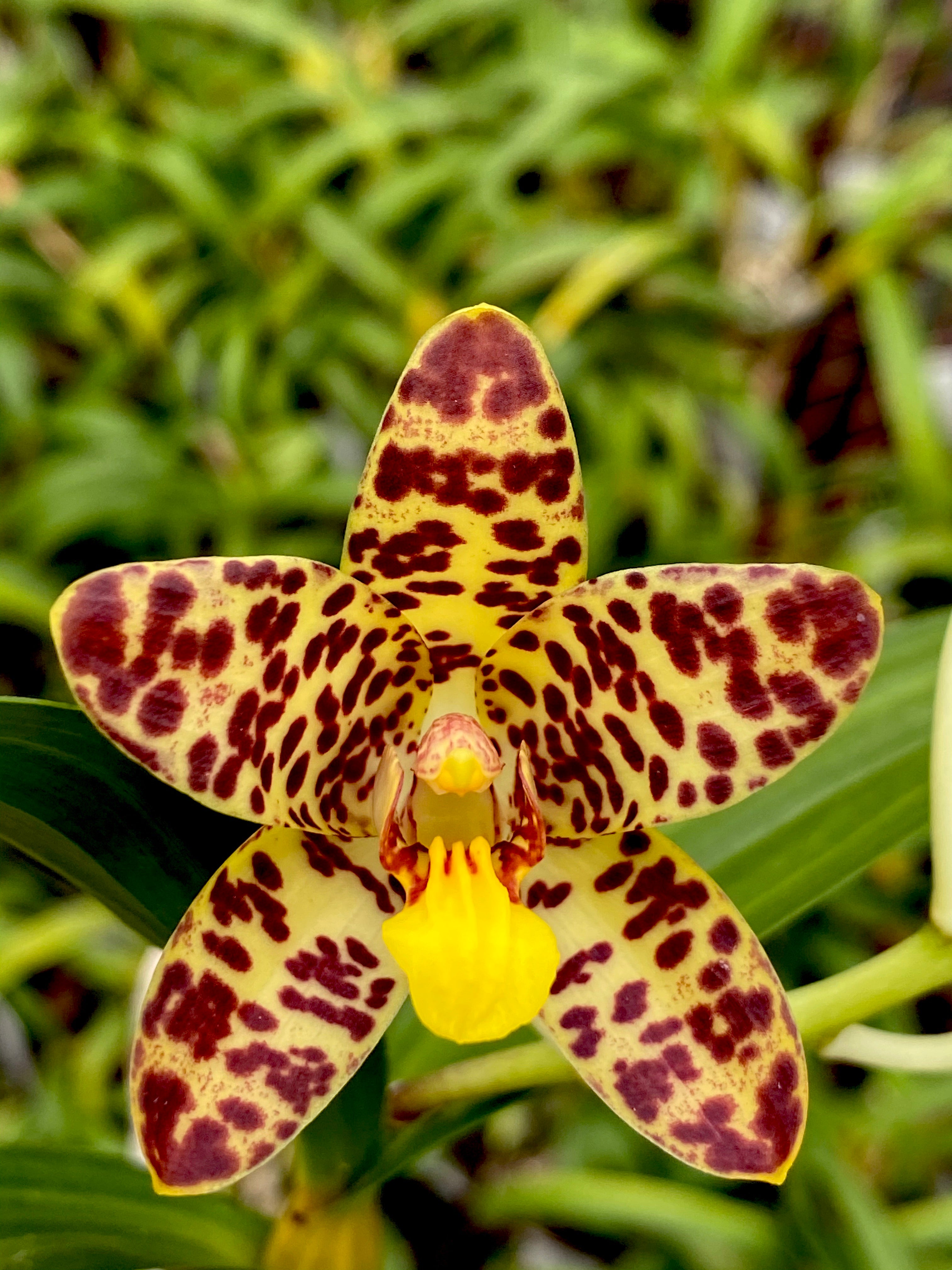 Ansellia africana ('Joe' AM/SAOC x 'Puffadder') | Afri Orchids