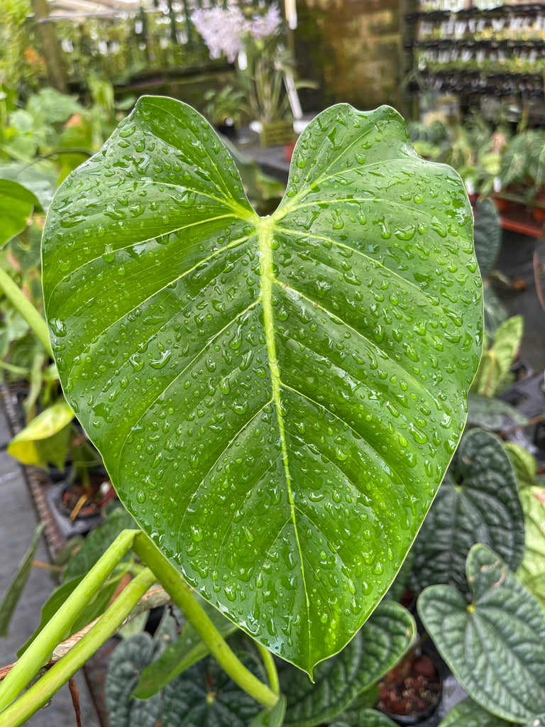 #Philodendron sparreorum
