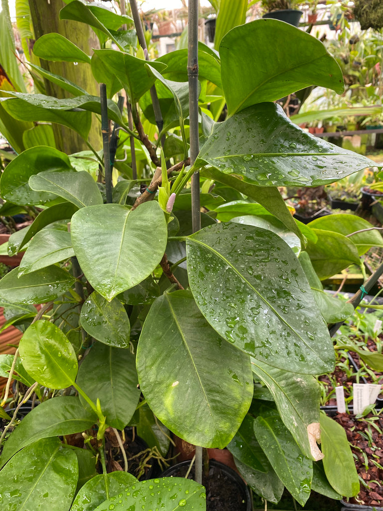 Anthurium obtusum sp (Equador)