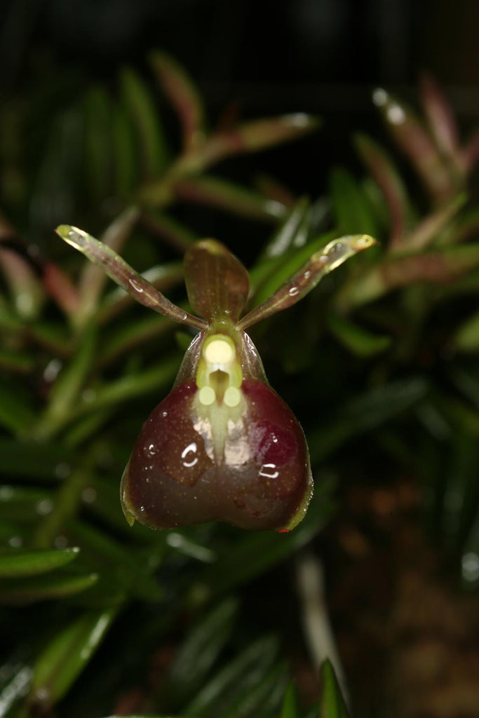 Epidendrum matthewsii (peperomia)