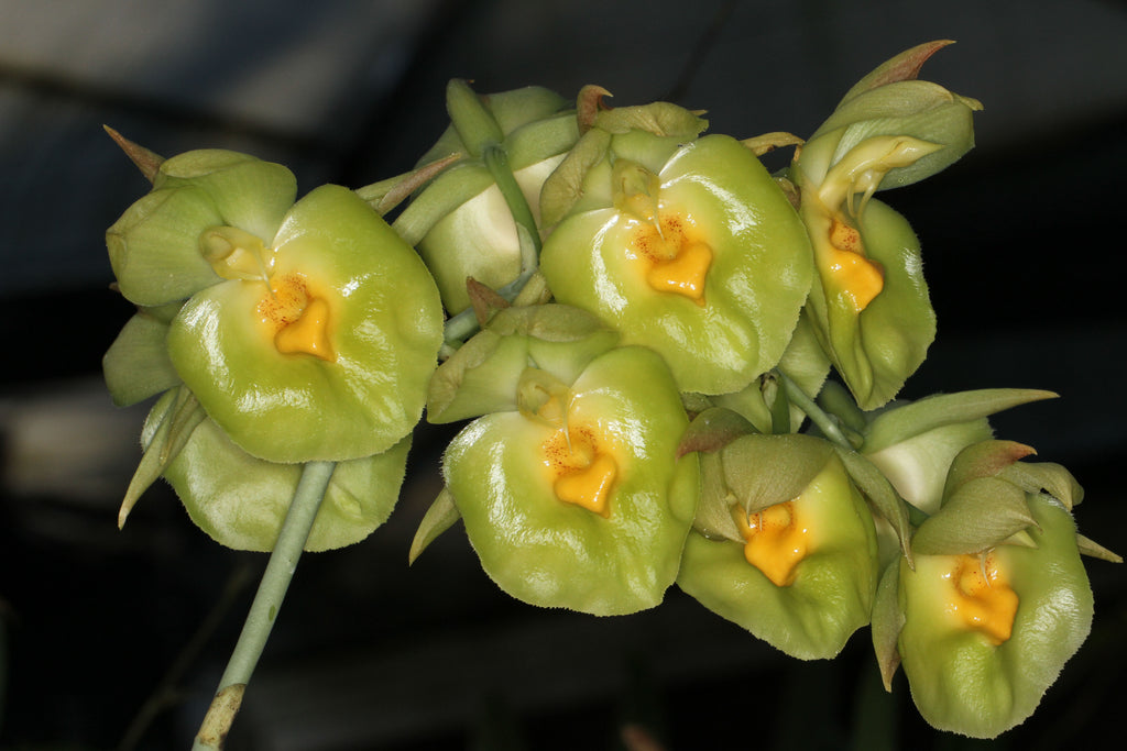 Catasetum expansum (‘Myra’ x ‘SVO Midori’ AM/AOS)