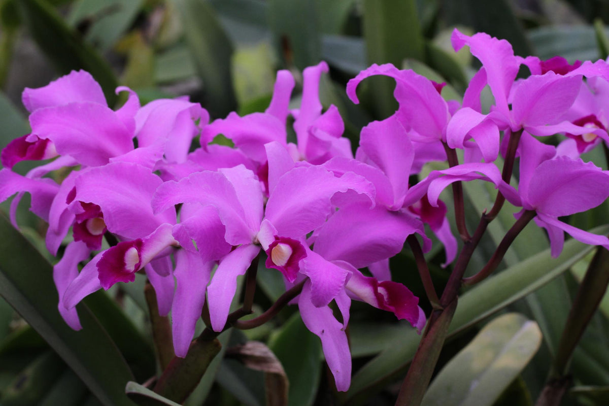 Cattleya lawrenceana ‘Roelf’ AM/SAOC x self | Afri Orchids