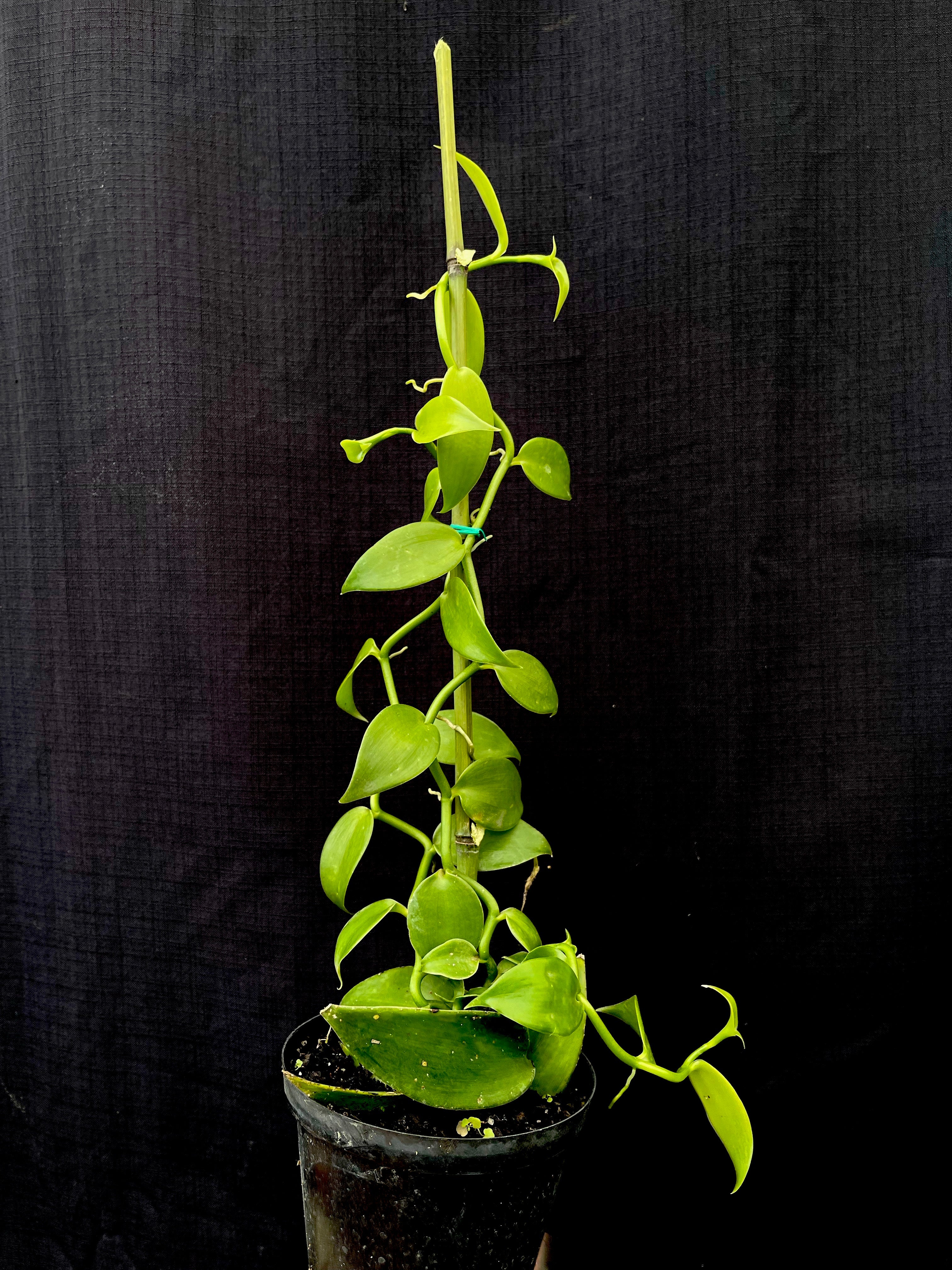 Vanilla planifolia