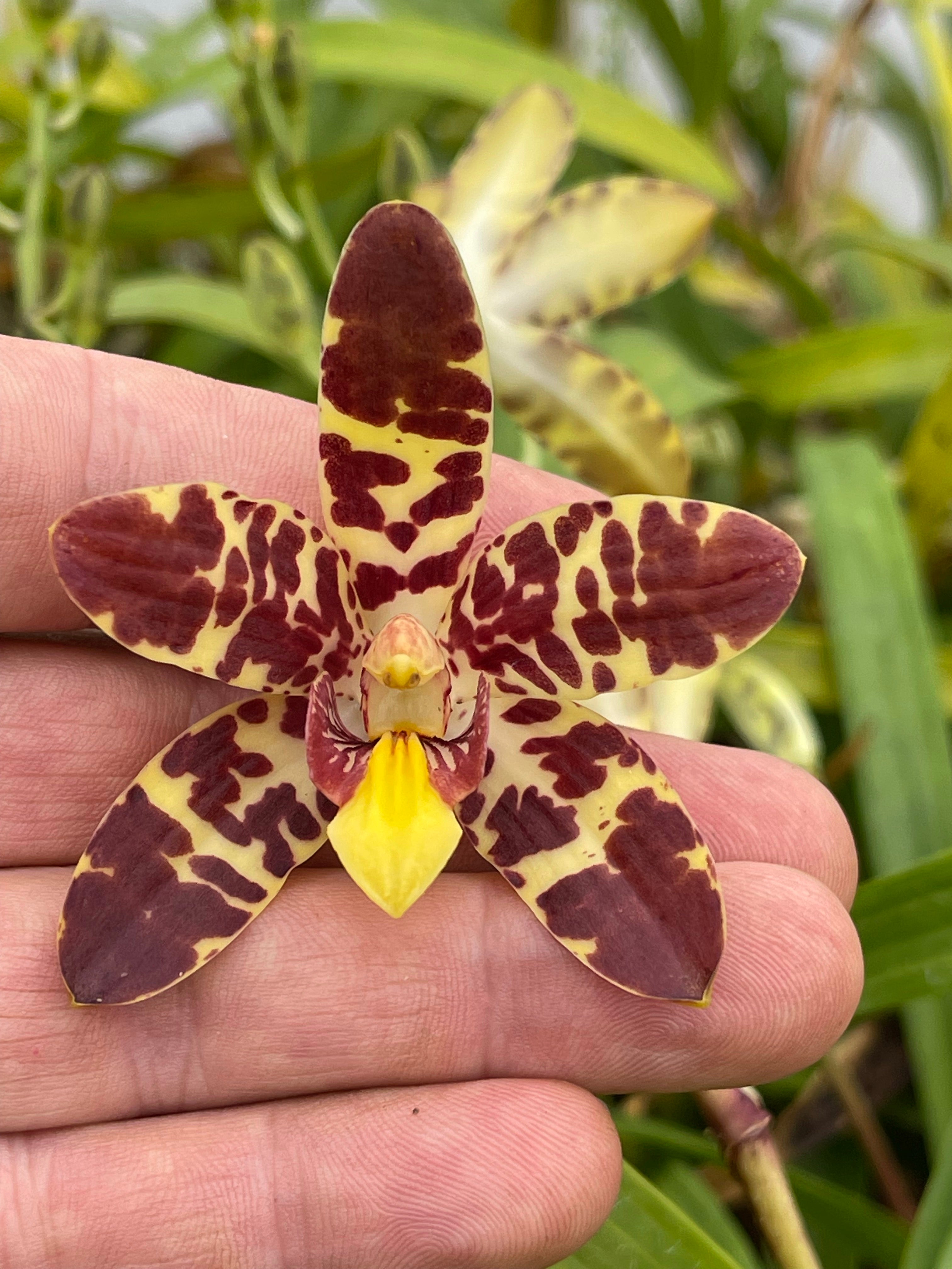 Ansellia africana ('Colette' x 'Autumn Giant') | Afri Orchids