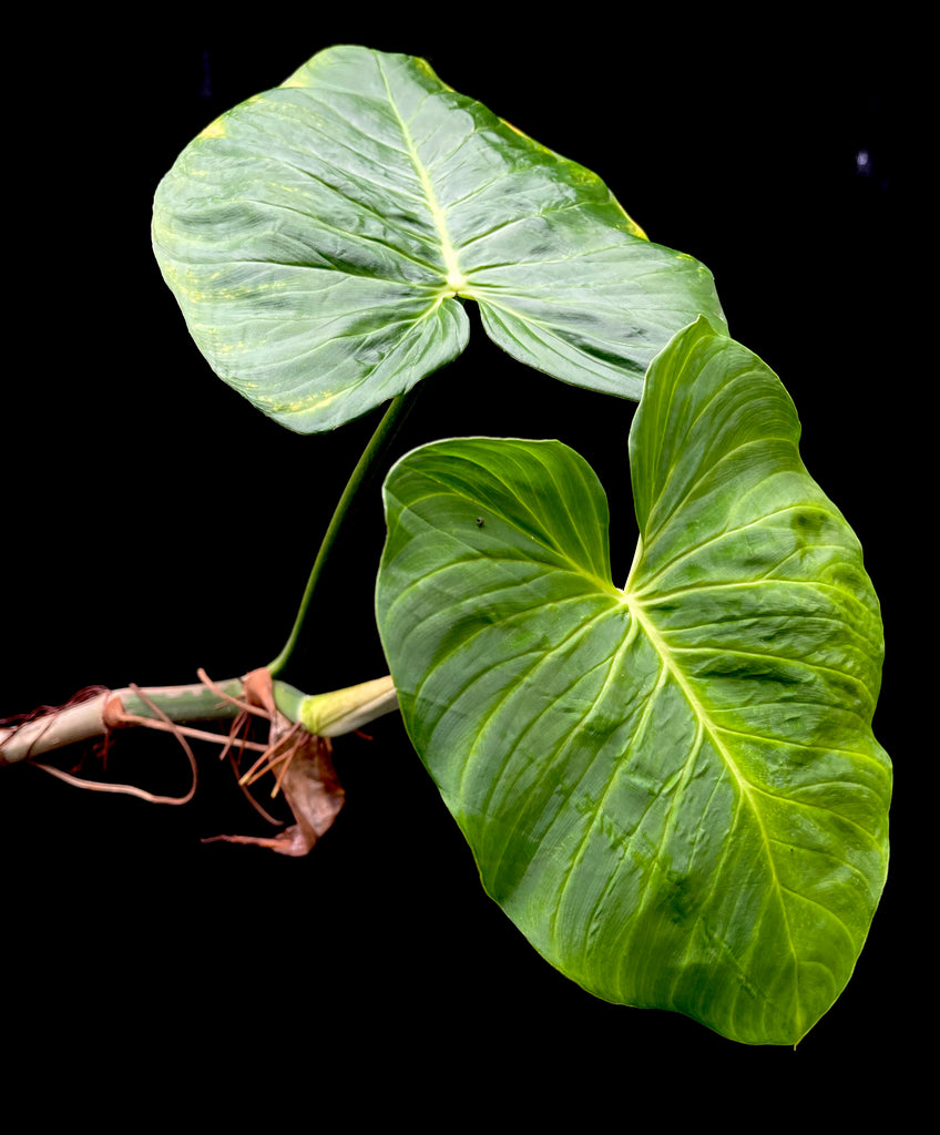#Philodendron pseudoverrucosum