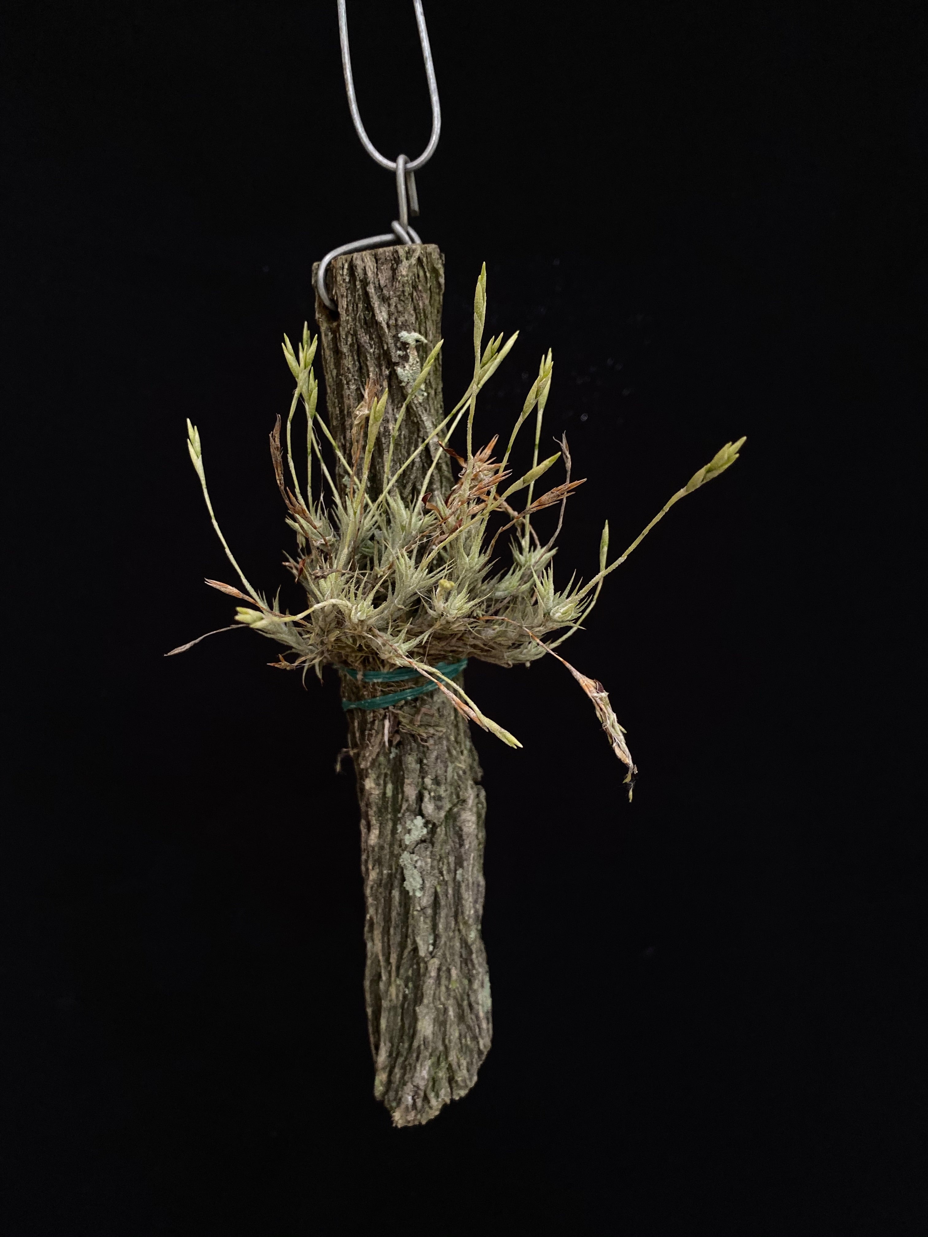 Tillandsia tricholepis | Afri Orchids
