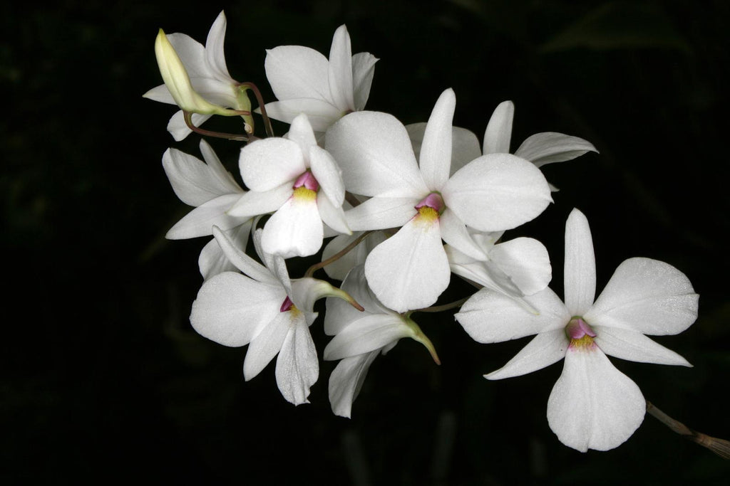 Dendrobium fytchianum
