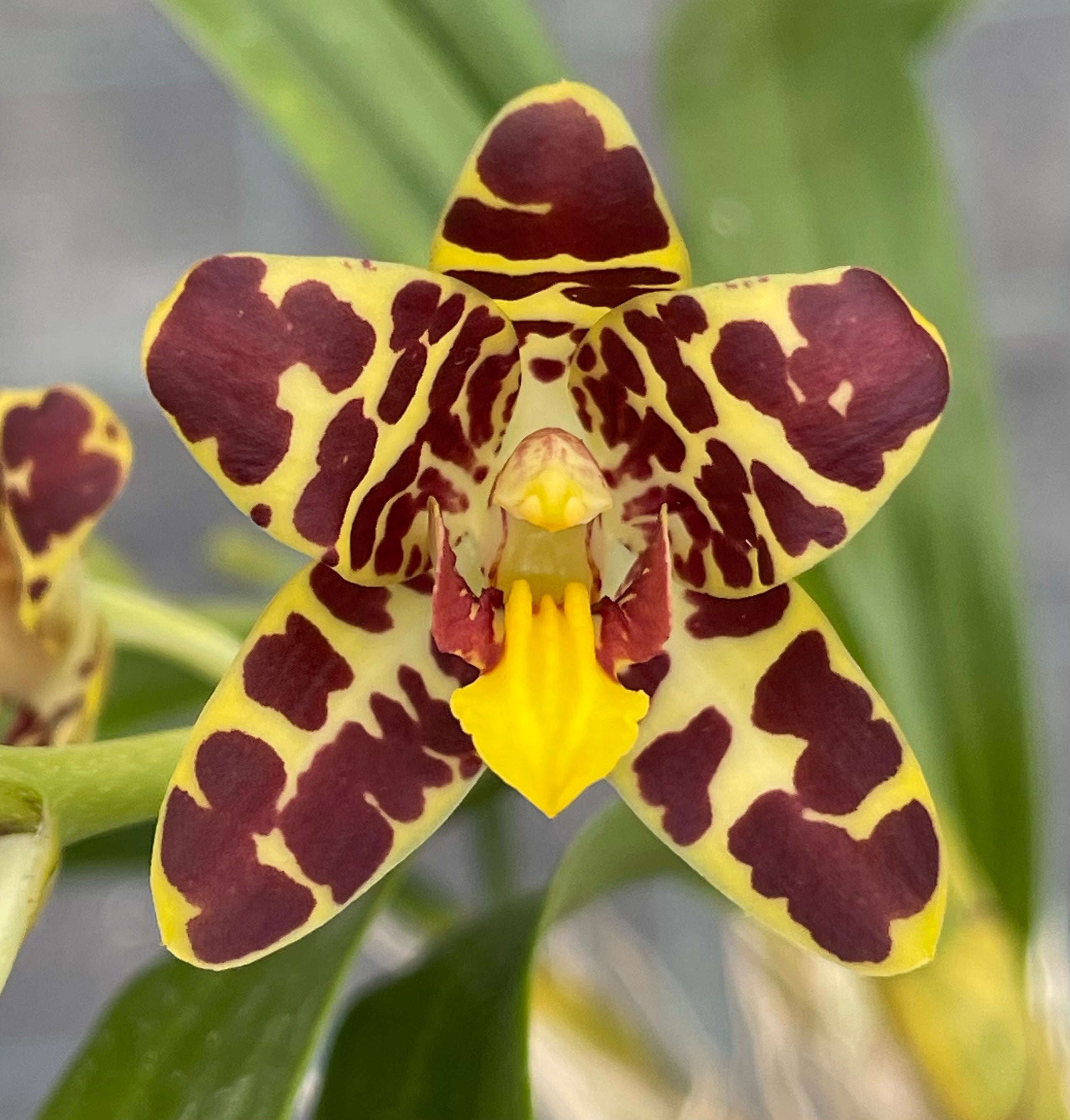 洋蘭 原種 洋ラン Ansellia. africana 稀少種開花株 Ansellia africana (709) | Afri Orchids