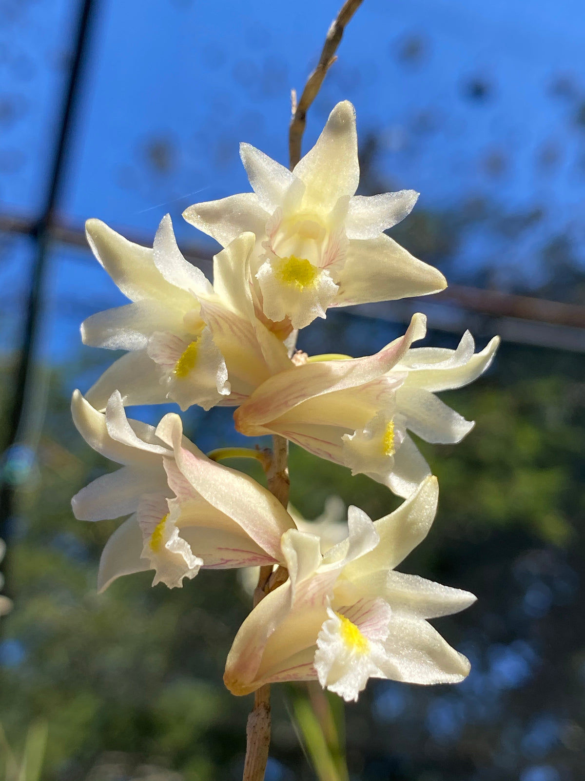 Dendrobium equitans | Afri Orchids