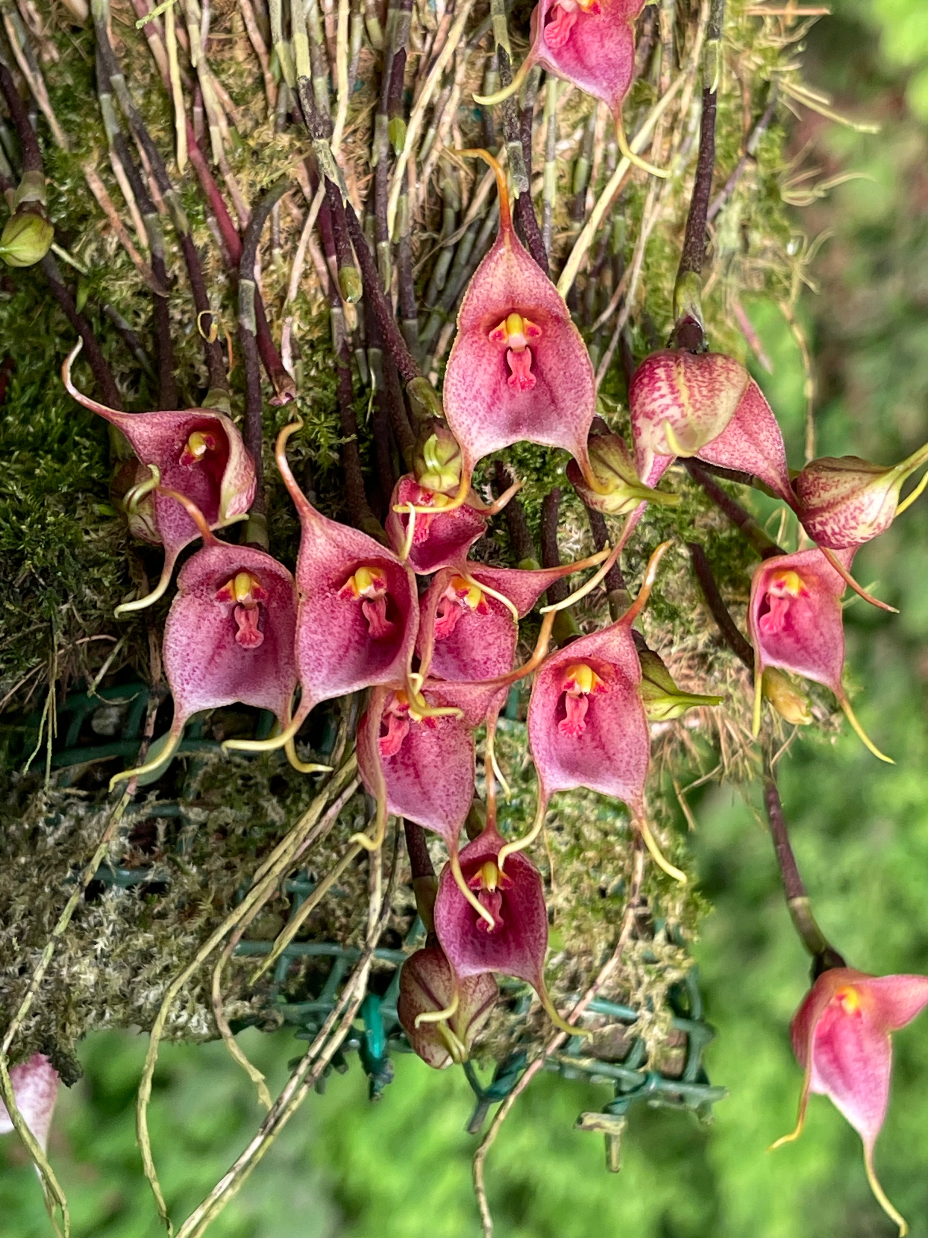 Products | Afri Orchids