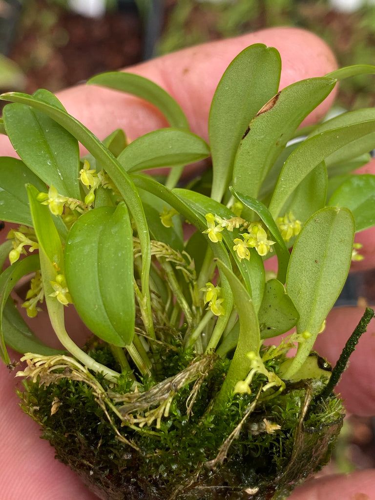 Platystele stenostachya yellow