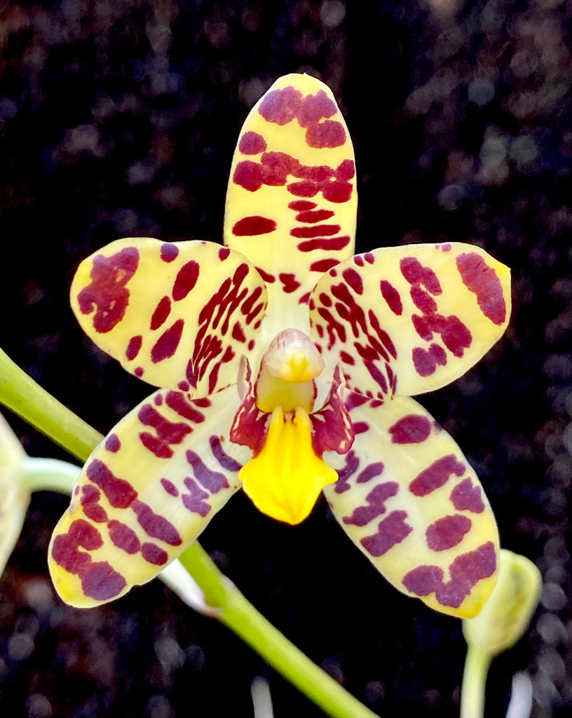 African and Madagascan Orchids | Afri Orchids
