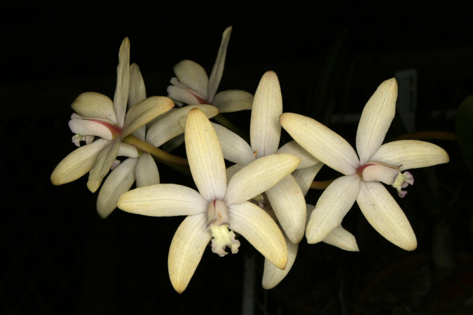 Laelia x christinae | Afri Orchids
