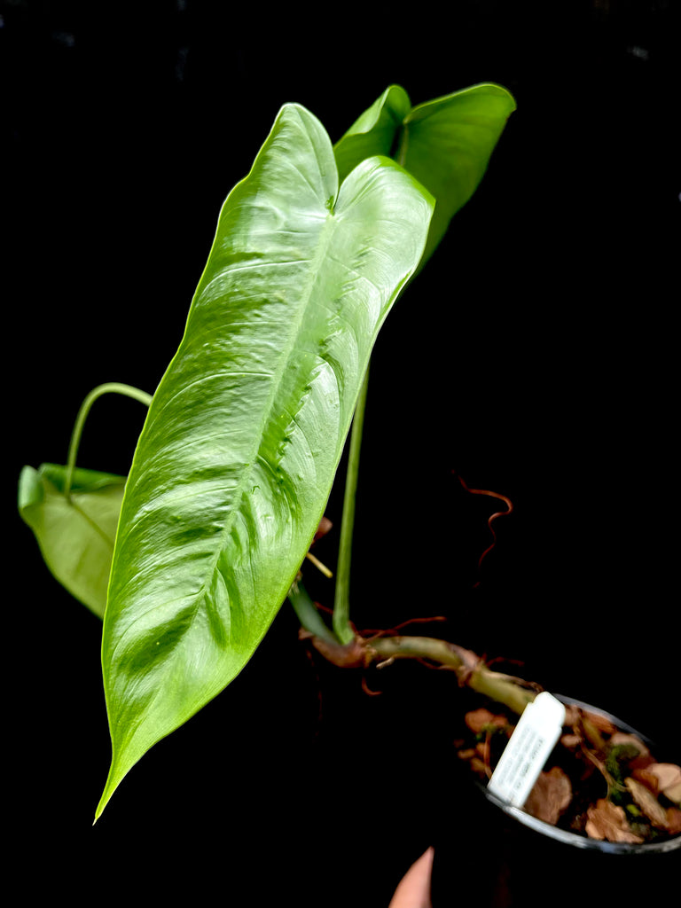 #Philodendron sharoniae Mosquera