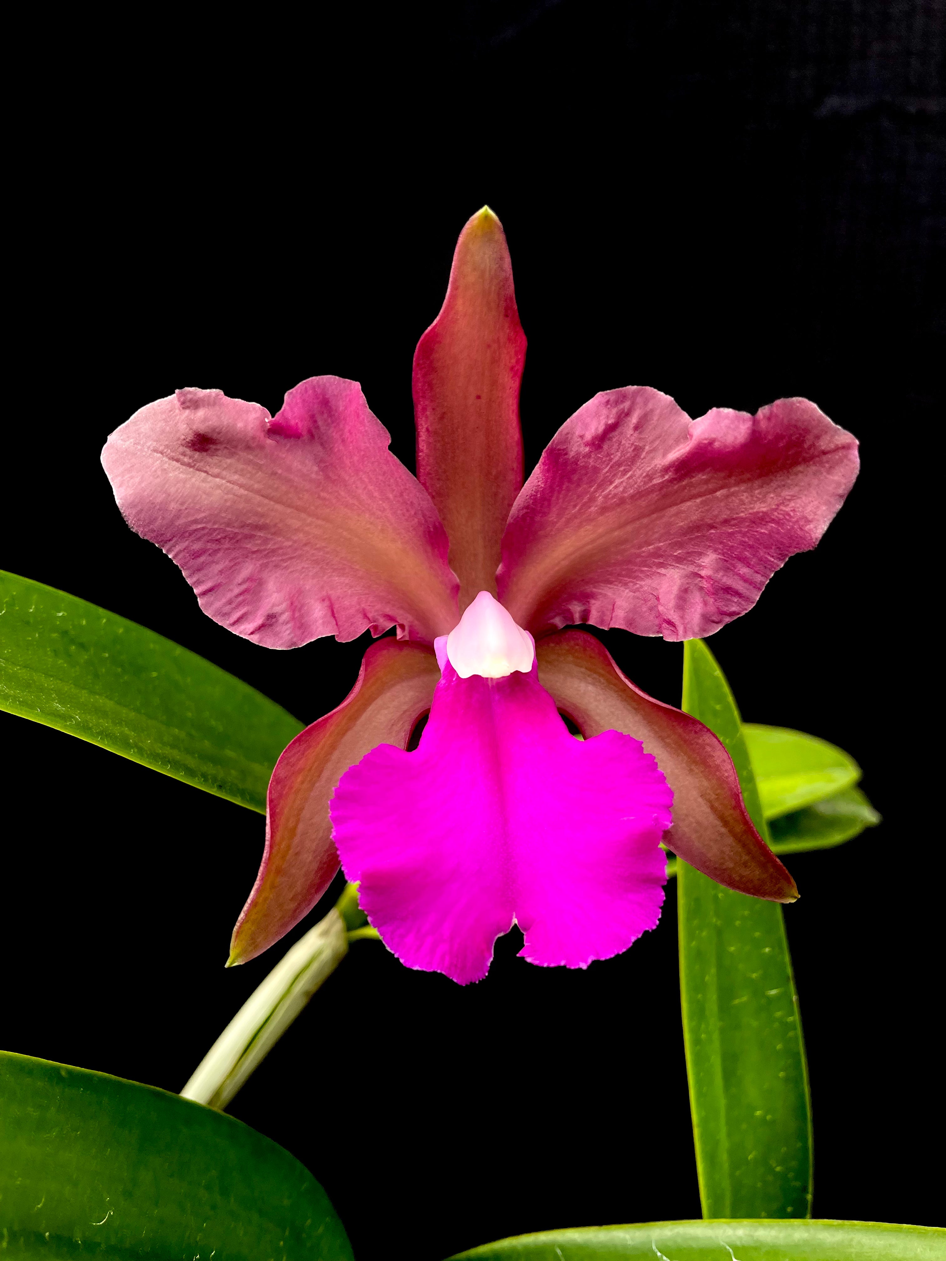 Cattleya Clarkiae | Afri Orchids