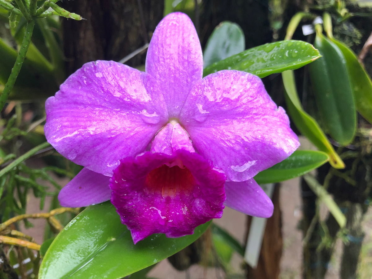 Laelia Praestans Tipo ('Alkmaar X Schagen') | Afri Orchids