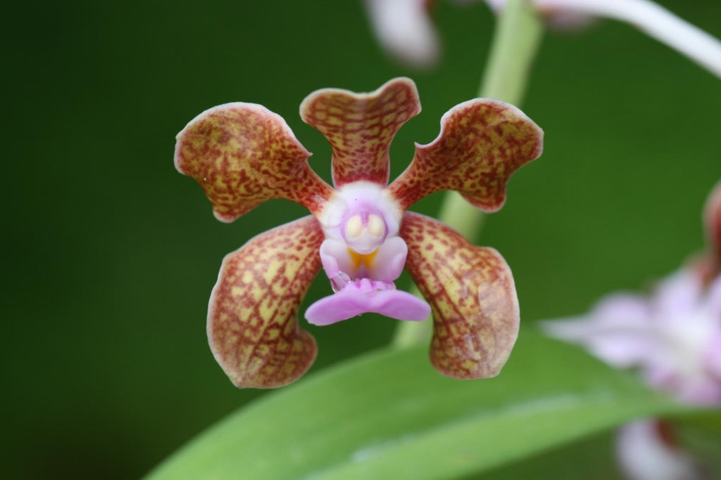 Vanda bensonii Afri Orchids