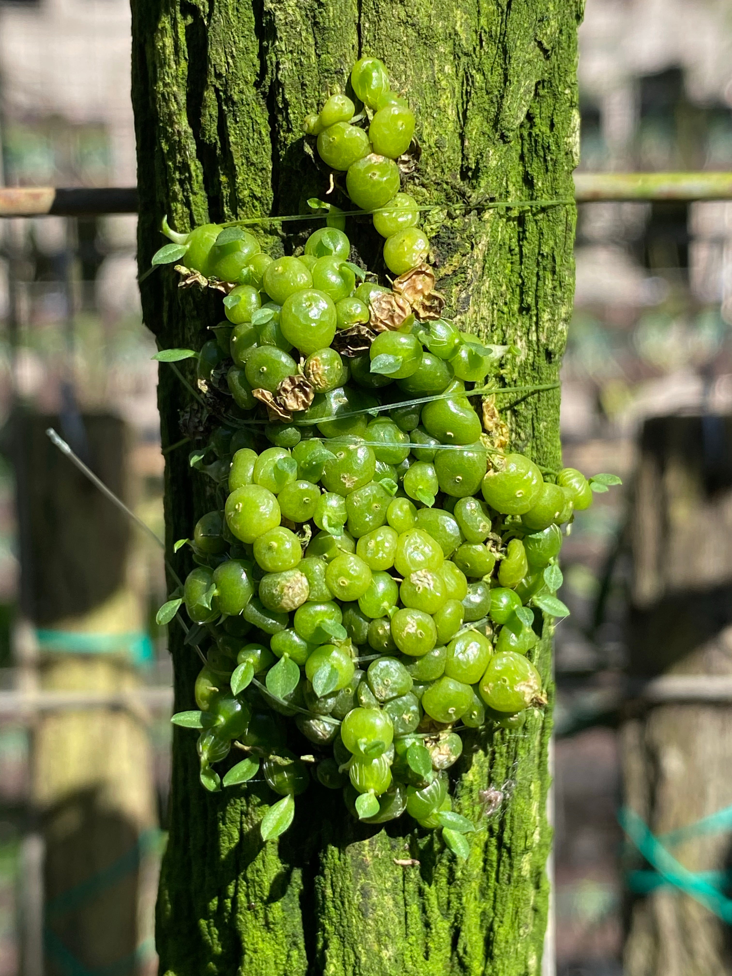 Bulbophyllum moniliforme | Afri Orchids
